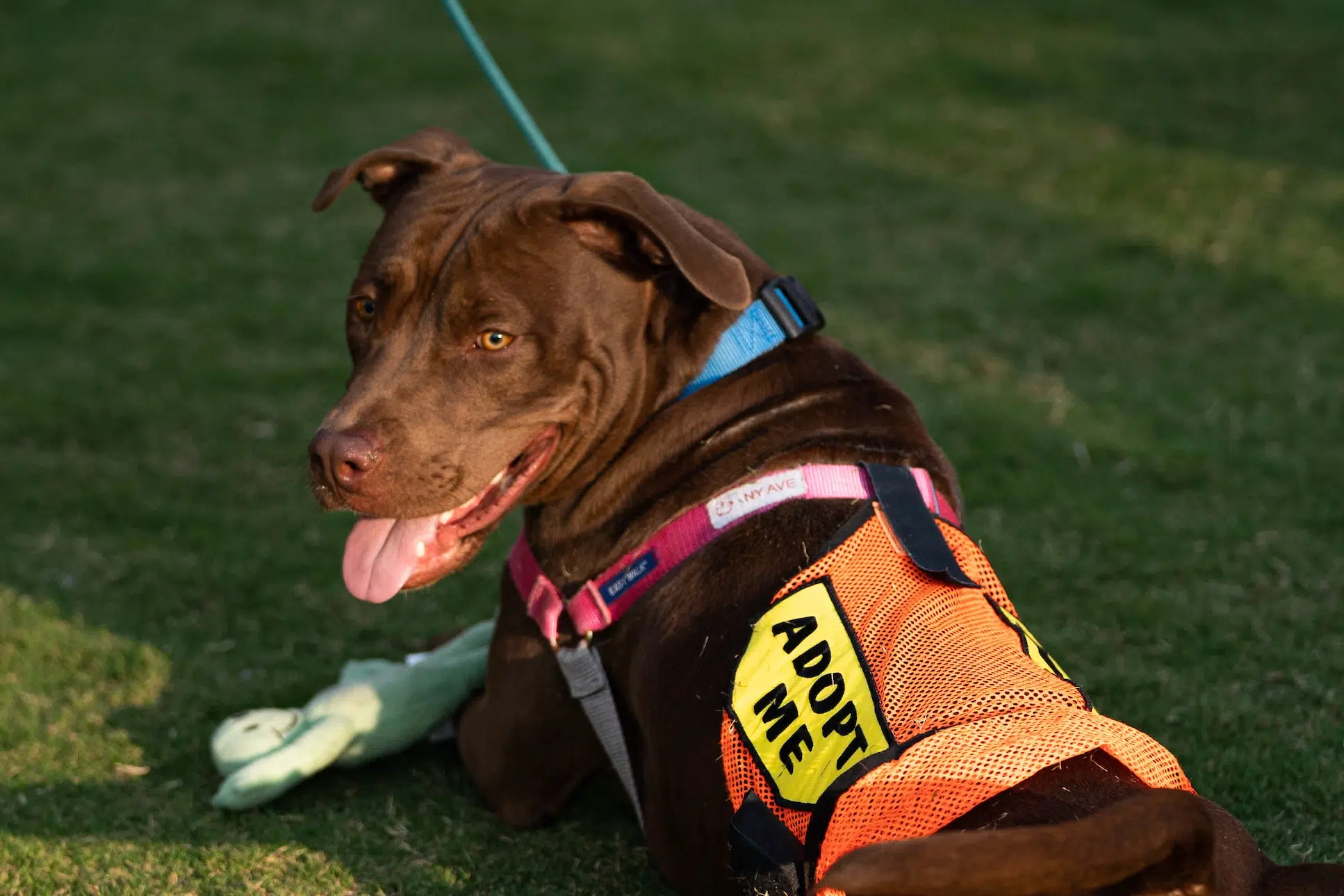 An all brown dog lies down on grass with his tongue out. The dog is wearing a bright orange vest with a yellow patch that says 