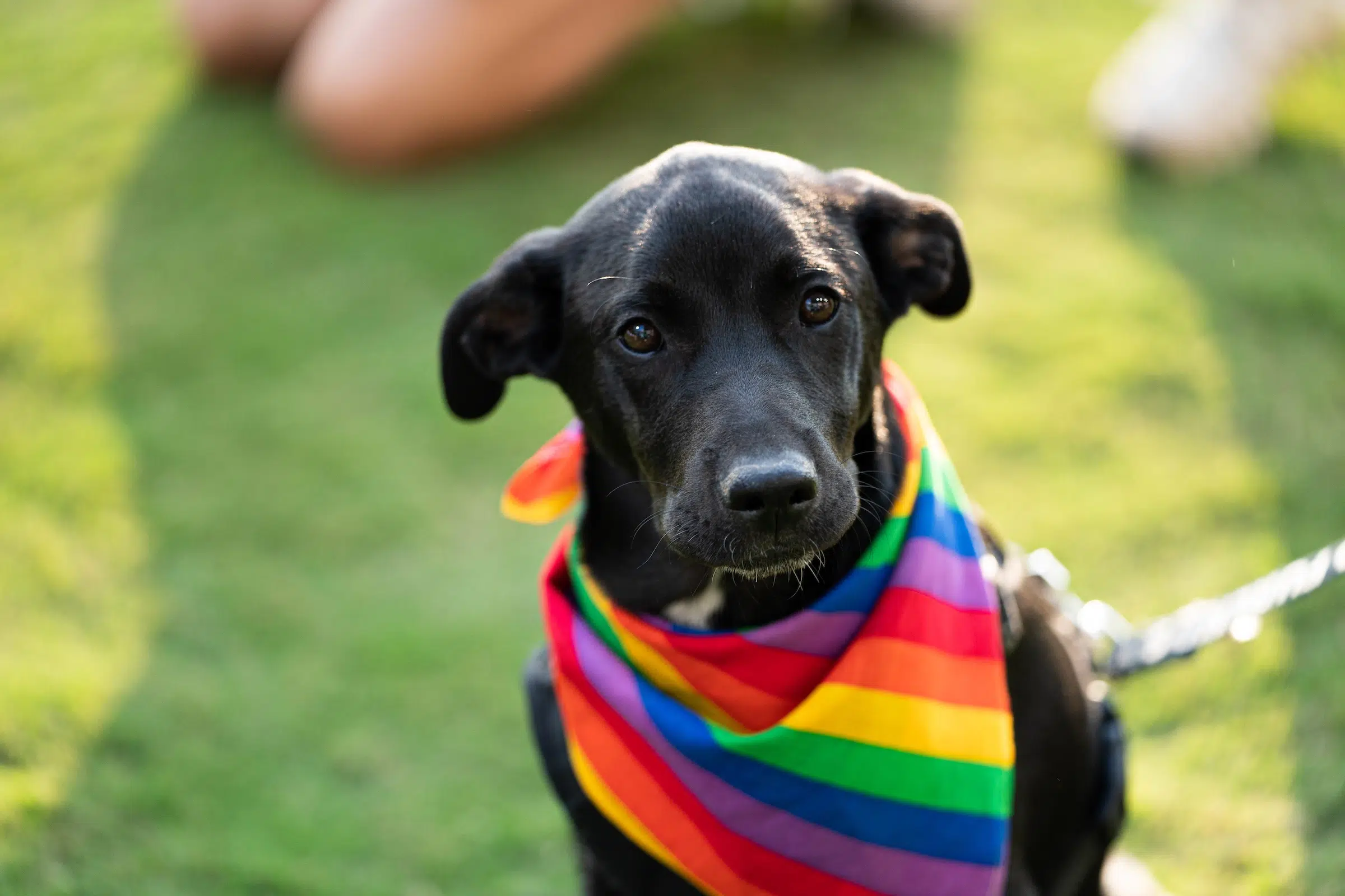A black dog wearing a rainbow bandana sits on a soccer field.