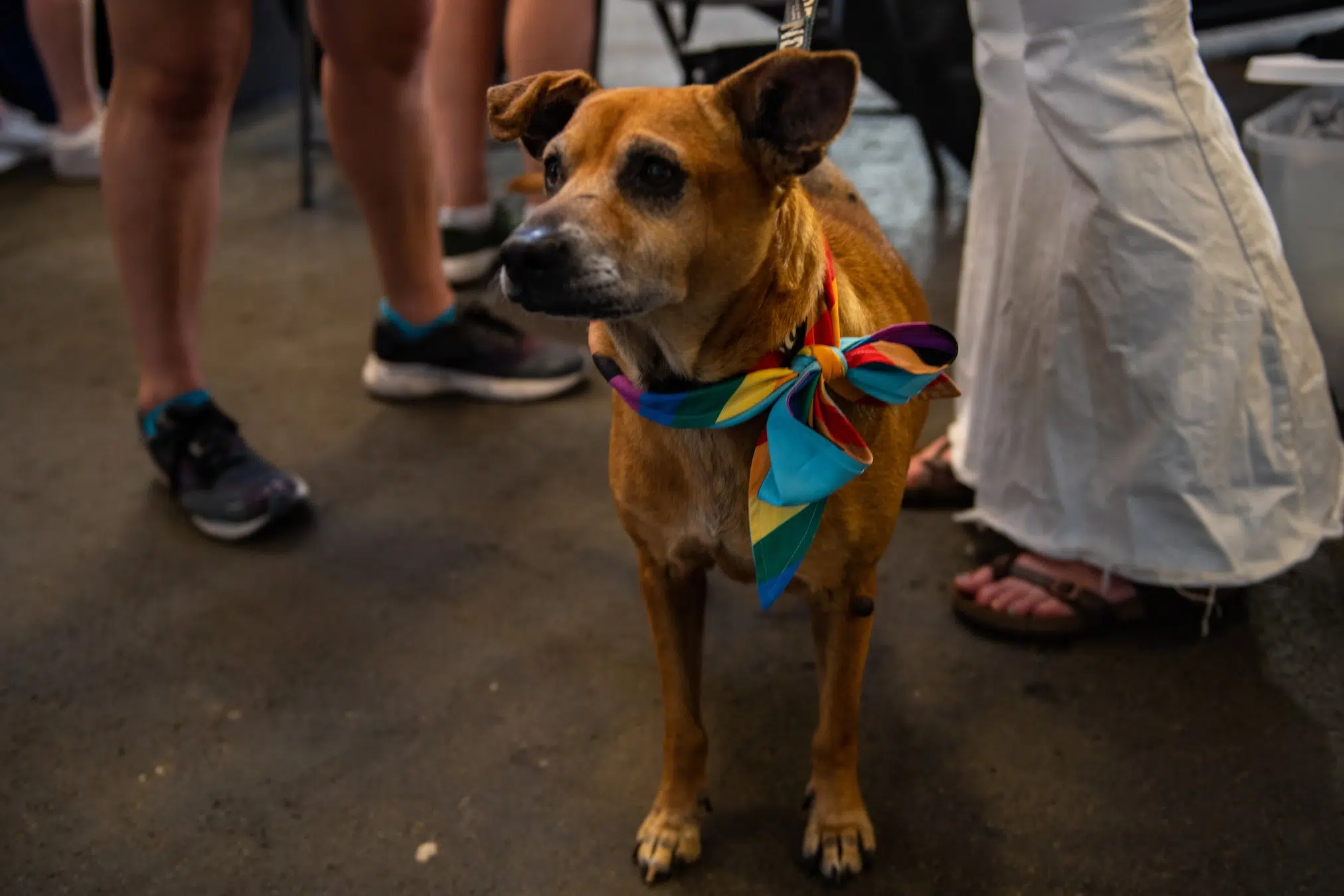 A brown dog wearing a rainbow handkerchief.