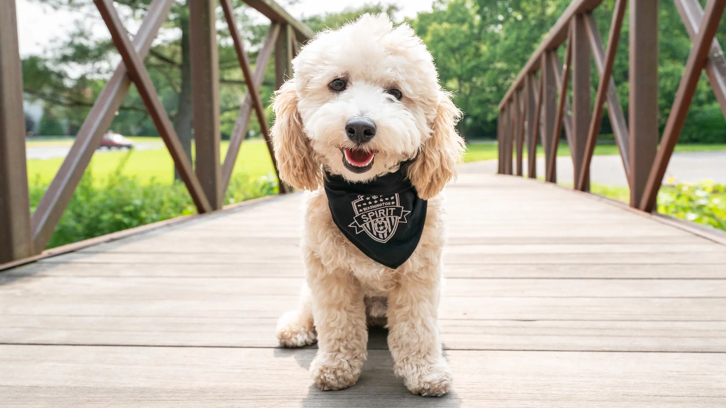A small, white, fluffy dog wearing a black bandana with a Spirit crest on it sits on a wooden bridge.