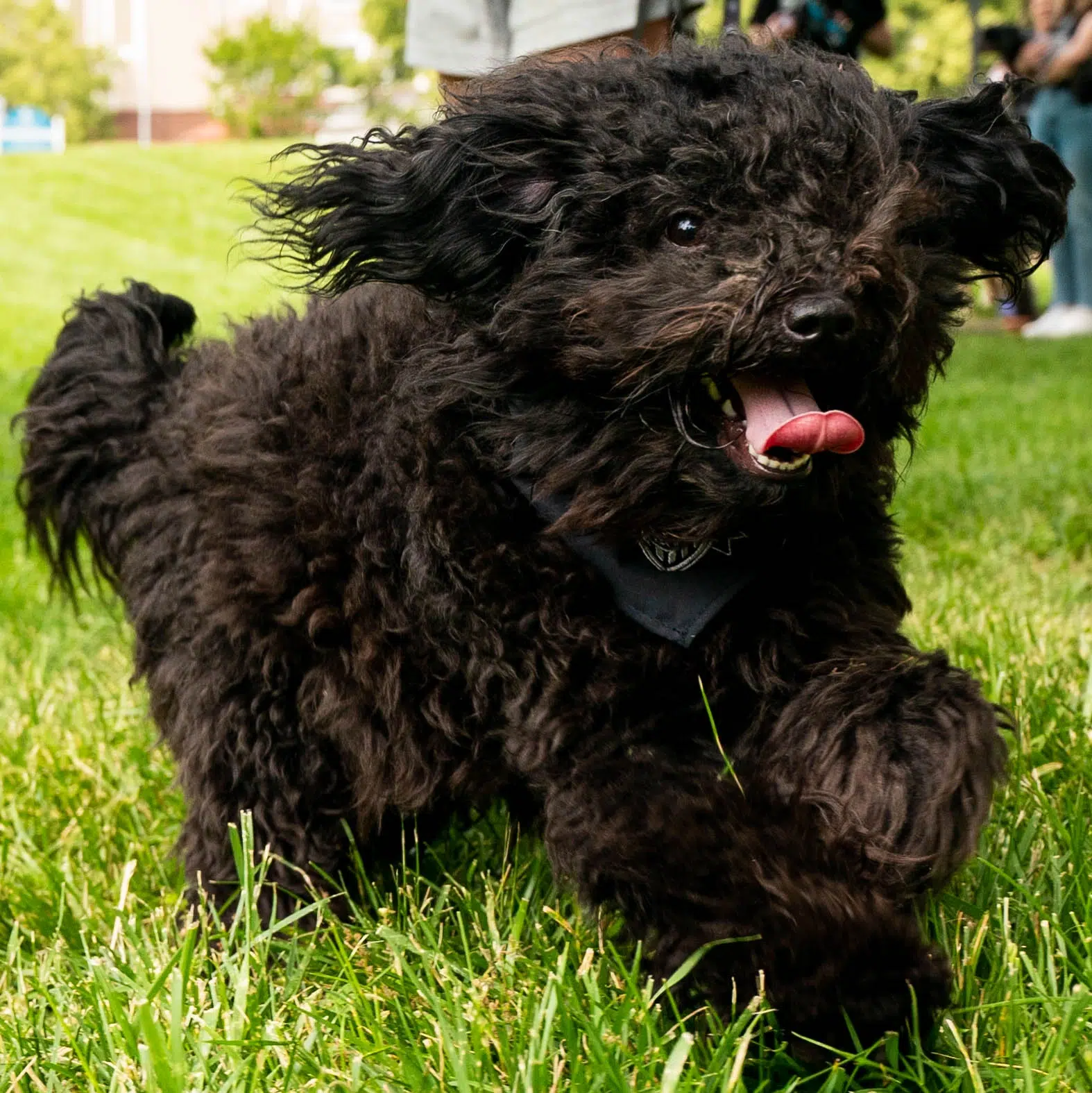 A small, fluffy, black dog frolics in green grass with his mouth open and tongue sticking out.