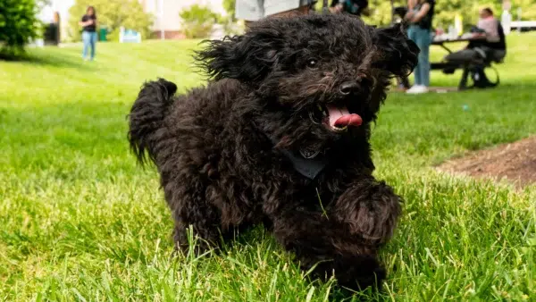 A black fluffy dog.