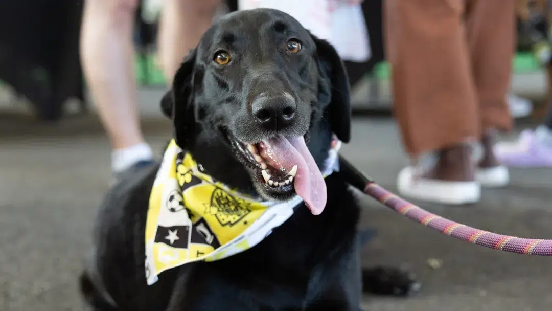 A black tongue with his tongue out, wearing a Spirit bandana.